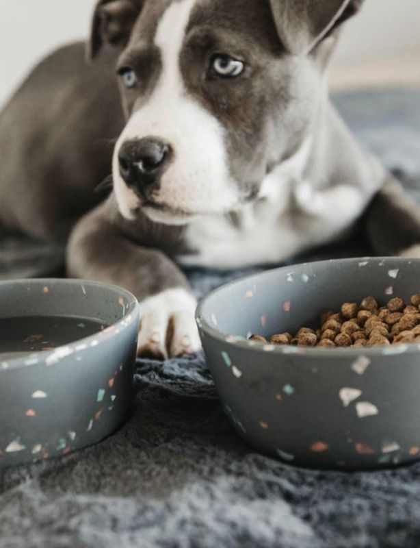 Kentucky Dog Bowl Terazzo M