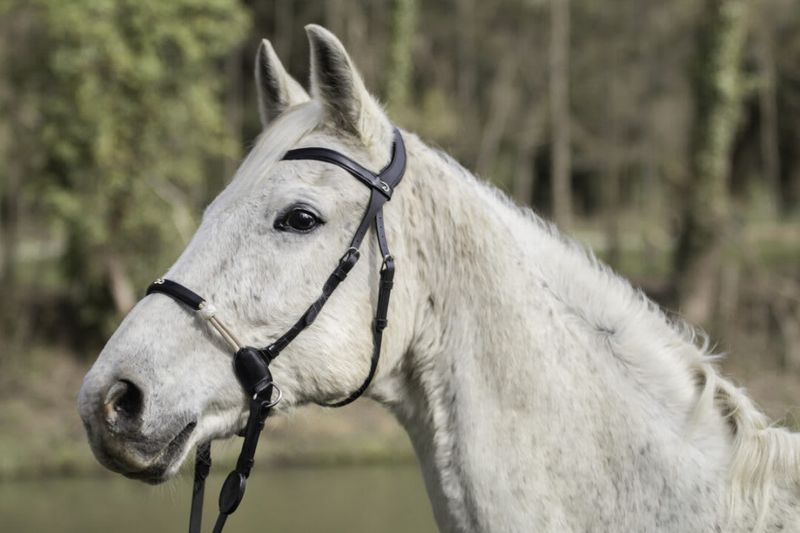 Dyon Bitless Bridle La Censee