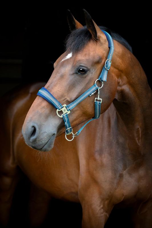 HorseGuard Cole Grime